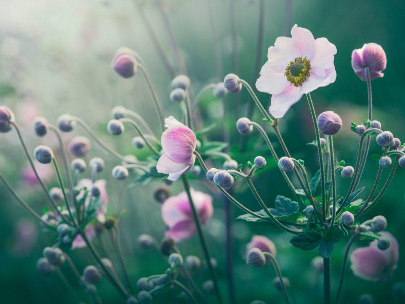 Un jardin plus écologique, mythe ou réalité ? - Moulin Vert Paysages